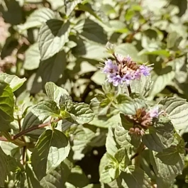 Мята Тархун