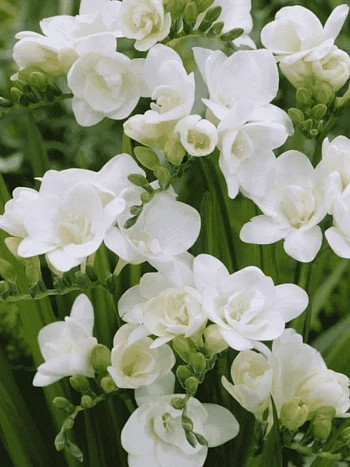 Фрезия Double White