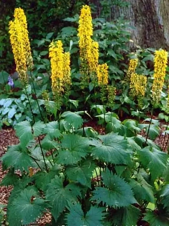 Бузульник узкоголовый The Rocket