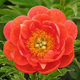 Пион травянистый Корал Мэджик
