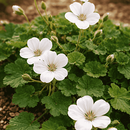 Аистник Рейхарда Album