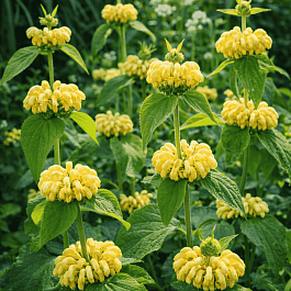 Зопник Рассела