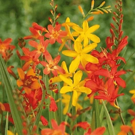 Крокосмия Mixed