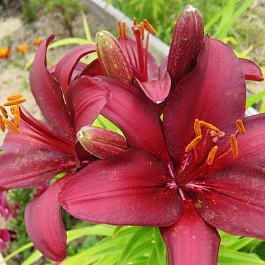 Лилия азиатская Кансепшн