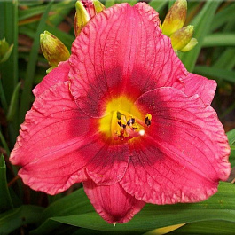 Лилейник гибридный Силоам Грейс Стамайл НАБОР 2ШТ (1+1)