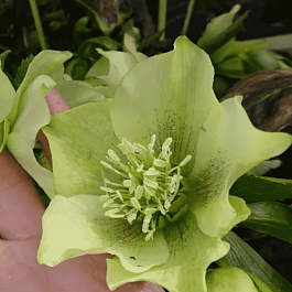 Морозник восточный Yellow Lady