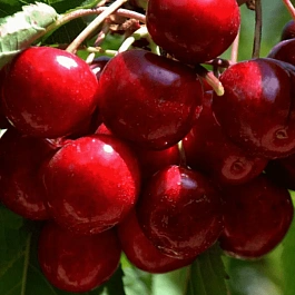 Черешня Родина