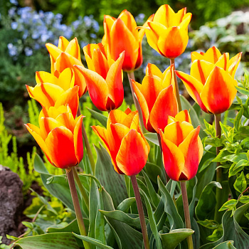 Тюльпан Грейга Кейп-Код