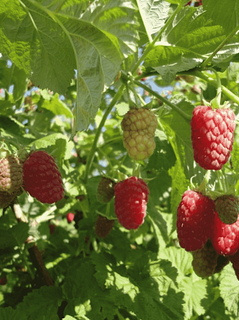 Малина обыкновенная Cascade Delight