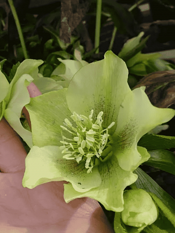 Морозник восточный Yellow Lady