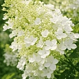 Гортензия метельчатая  White Goliath