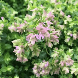 Душица круглолистная Dingle Fairy