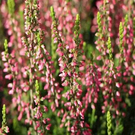 Вереск обыкновенный Katja