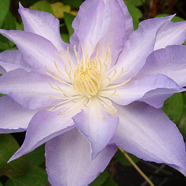 Клематис крупноцветковый Тирислунд