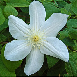 Клематис крупноцветковый Мария Буасело