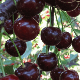 Дюк (Черевишня) Надежда