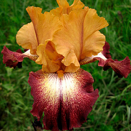 Ирис бородатый Фламенко