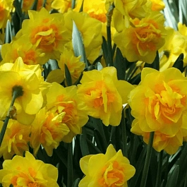 Нарцисс Sherborne