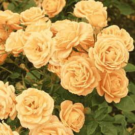 Роза Миниатюрная Clementine