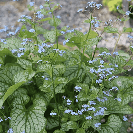 Бруннера крупнолистная Little Jack