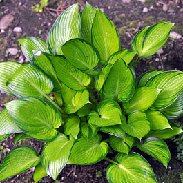 Хоста гибридная Стейнд Гласс