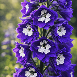 Дельфиниум  культурный M. F. Dark Blue with White Bee