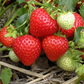 Земляника садовая Выставочная