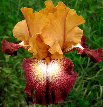 Ирис бородатый Фламенко