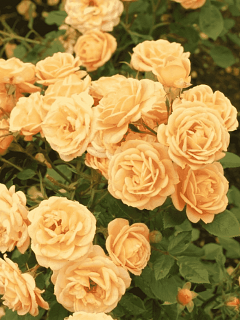 Роза Миниатюрная Clementine