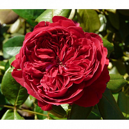 Роза Мейян чайно-гибридная Алан Сушон Роза Мейян чайно-гибридная Алан Сушон