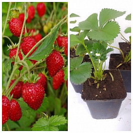 Земляника садовая Барон Солемахер НАБОР 5ШТ