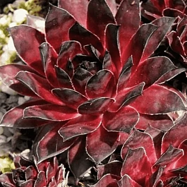 Молодило гибридное Dark  Beauty