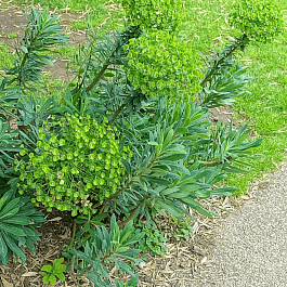 Молочай средиземноморский Humpty Dumpty