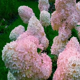 Гортензия метельчатая Phantom