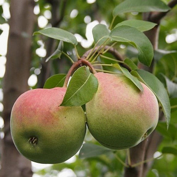 Груша плодовая Январская