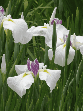 Ирис мечевидный Queens Tiara