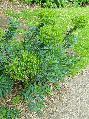 Молочай средиземноморский Humpty Dumpty