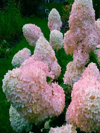 Гортензия метельчатая Phantom