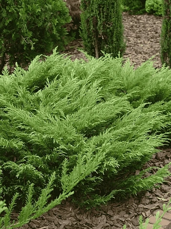 Можжевельник казацкий  Rockery Gem