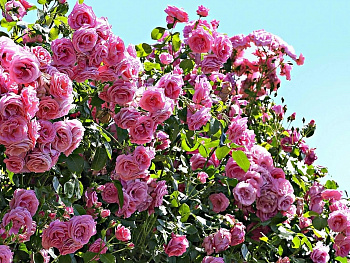 Роза плетистая Корал Даун