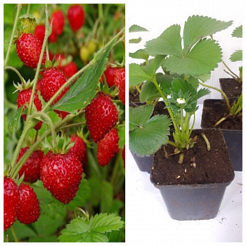 Земляника садовая Барон Солемахер НАБОР 5ШТ Земляника садовая Барон Солемахер НАБОР 5ШТ