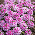 Вербена гибридная Pink Bicolour