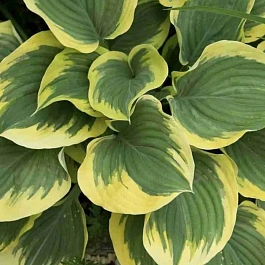 Хоста  Ivory coast