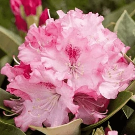 Рододендрон якушиманский  Excelsior