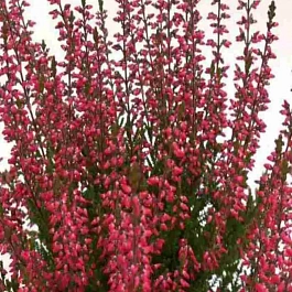 Вереск обыкновенный Selly