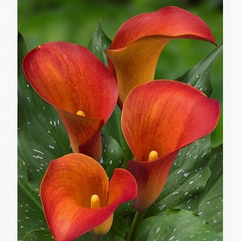 Калла Кэптин Тринити