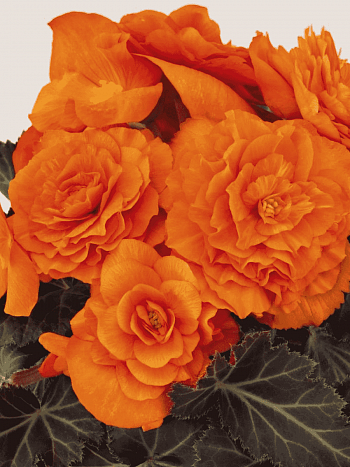 Бегония клубневая GO! Early bright orange