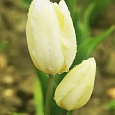Тюльпан Hans Dietrich Genscher