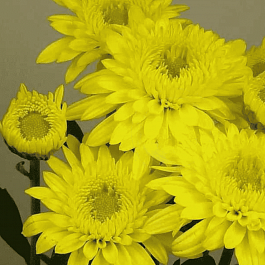 Хризантема  Beppie Yellow
