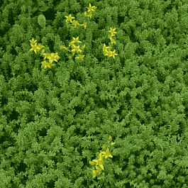 Очиток едкий